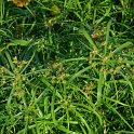 Cyperus alternofolius